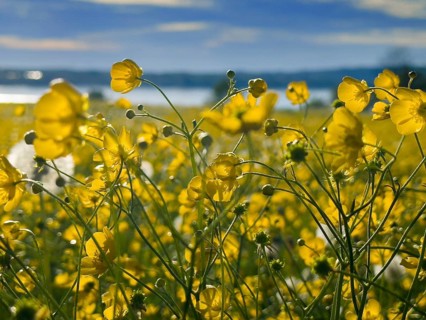 Flower meadow, buttercup, buttercup (Ranunculus acris), behind Lake Starnberg, Bavaria, Germany,
