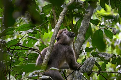 Olive mangabey (Cercocebus agilis) near the Baï-Hokou, Dzanga-Ndoki National Park, Unesco World
