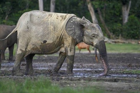 Forest elephant (Loxodonta cyclotis) in the Dzanga Bai forest clearing, Dzanga-Ndoki National Park,