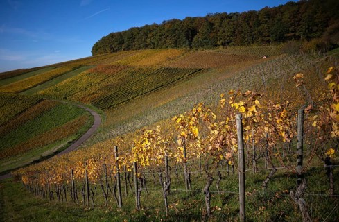 Road, path through vineyard, vines, grapevines, vine cultivation, autumn colours, autumn, graphic,