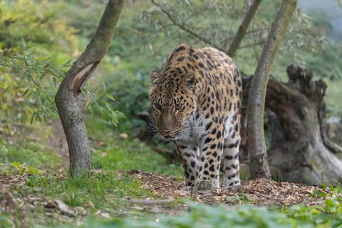 One Amur leopard (Panthera pardus orientalis) walking through green vegetation