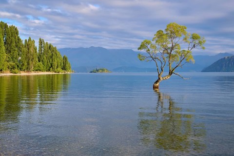 A tree on the lakeshore with a clear reflection in the water, surrounded by mountains and forest,