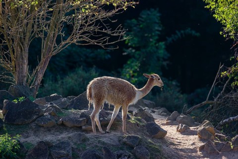 A vicuna (Lama vicugna) stands on rocky terrain under a tree in a backlit scene