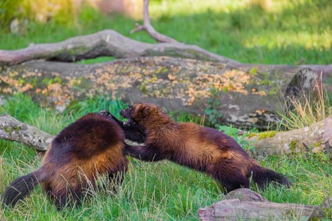 Two wolverine (Gulo gulo) fight each other on a green meadow at a forest edge