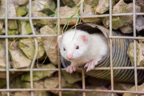 A female ferret (Mustela putorius furo) looks out of a tube