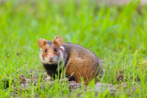 A European hamster (Cricetus cricetus), Eurasian hamster, black-bellied hamster or common hamster,