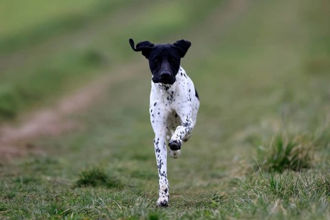 German Shorthair, (Canis lupus familiaris), adult, male, male, running, pointing dogs, Rhineland