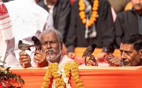 Hajo, India. 15 January 2024. Bird owners hold red-vented bulbuls before fighting during a