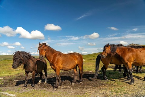Horses on Dartmoor, Devon, England, Great Britain
