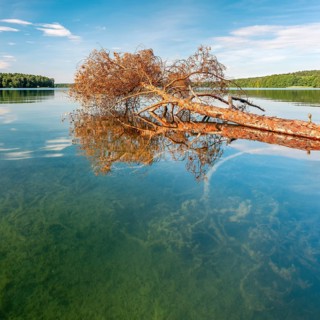 A fallen tree lies in the Stechlin, Großer Stechlinsee, clear water lake, view through the clear