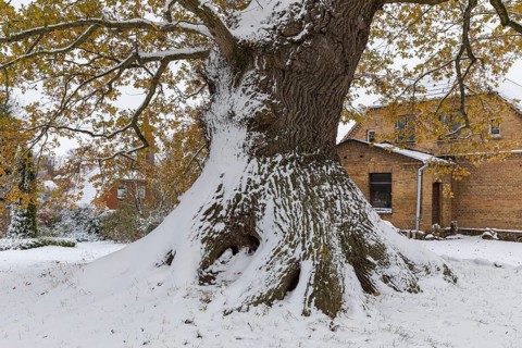 Huge tree trunk of the natural monument Müllereiche in the snow, old oak (quercus), Klütz,