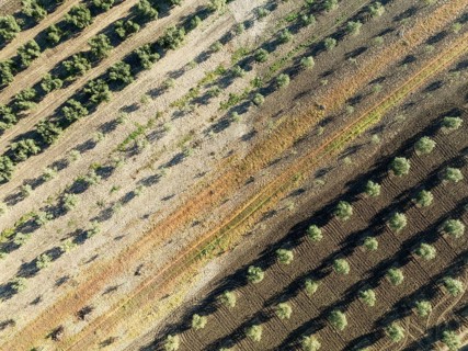 Cultivated olive trees (Olea europaea). Aerial view. Drone shot. Córdoba province, Andalusia,