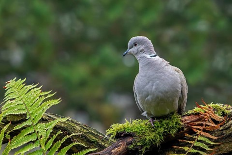 Eurasian collared dove (Streptopelia decaocto) adult perched on tree stump
