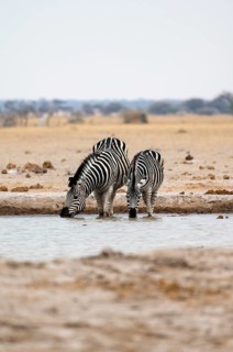 Plains zebra (Equus quagga), two zebras drinking at a waterhole, Nxai Pan National Park, Botswana,