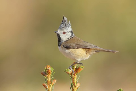 Crested Tit (Parus Scalloped ribbonfish) sitting on a spruce top, Wildlife, Animals, Birds,