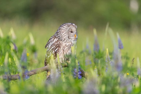One Ural owl (Strix uralensis) sitting on a branch lying in a field of flowering lupines in late