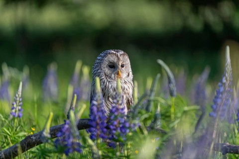 One Ural owl (Strix uralensis) sitting on a branch lying in a field of flowering lupines in late