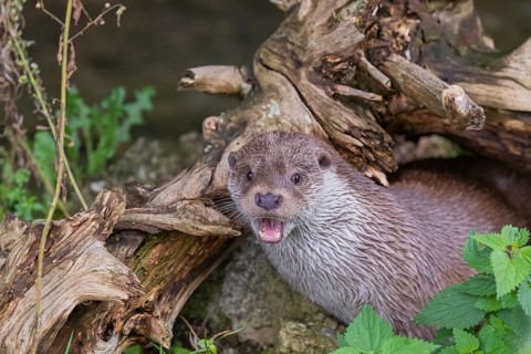 One Eurasian otter (Lutra lutra) resting on the pebbles of a river bank underneath a root of a