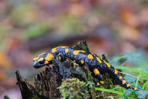 One fire salamander (Salamandra salamandra) rests on a tree stump on a rainy day. IUCN conservation