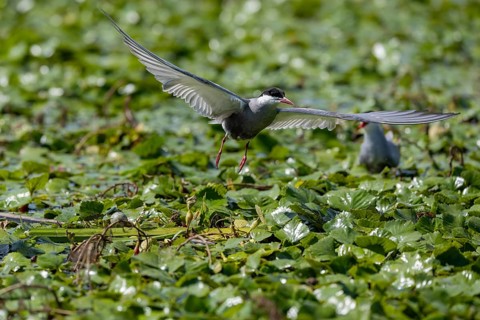 White-bearded Tern (Chlidonias hybrida), landing on the nest, egg visible, Danube Delta, Romania,