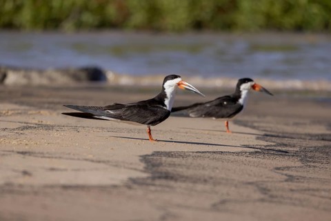 Black-mantled Skimmer's Beak (Rynchops niger), pair on sandbank, Pantanal, Brazil, South America