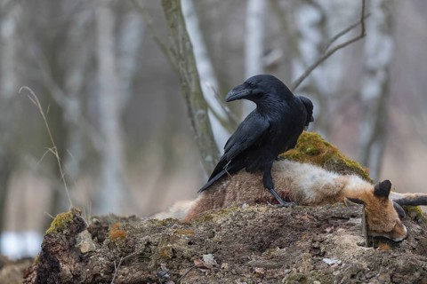 One common raven (Corvus corax), feeding on the carcass of a red fox lying on stones in a forest of