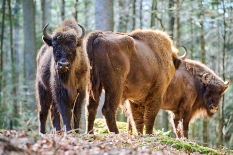 European bison (Bison bonasus) in a forest in spring, Bavarian Forest, Germany, Europe