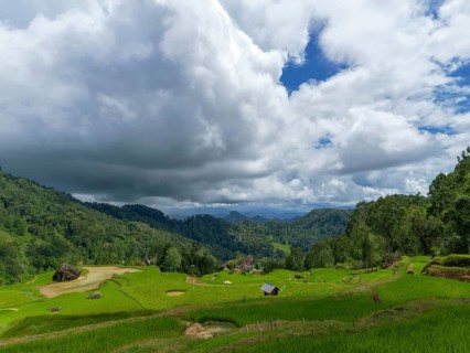 Rice fields, rice terraces, landscape near Limbong, Tana Toraja, Sulawesi, Indonesia, Asia
