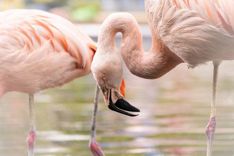 Flamingo (Phoenicopteridae) in section, head bent downwards towards the water, close-up, profile