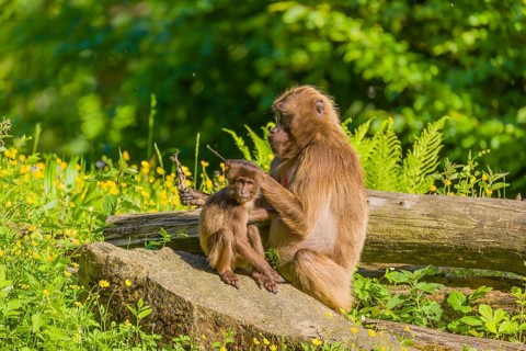 A female Gelada (Theropithecus gelada), or bleeding-heart monkey sits on a log grooming her baby
