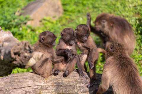Three baby Gelada (Theropithecus gelada), or bleeding-heart monkey playing on a log