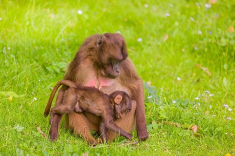 A female Gelada (Theropithecus gelada), or bleeding-heart monkey with her baby sits in a flowering