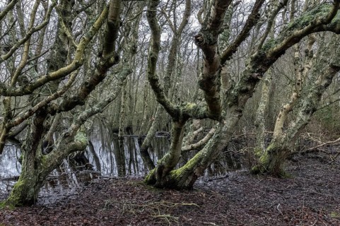 Birch trunks (Betula pendula), Amrum, Schleswig-Holstein, Germany, Europe