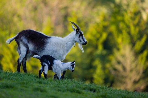 A female peacock goat (Capra aegagrus f. hircus) with her young is standing on a fresh green meadow