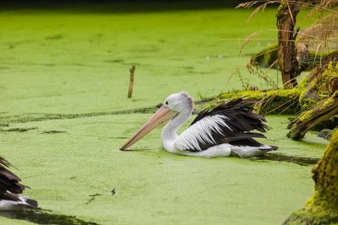 An Australian pelican (Pelecanus conspicillatus) swims in a duckweed-covered pond