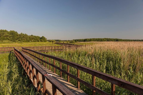 Boardwalk through the Narew Nationalpark in NE Poland. Tall reed grass on a clear and sunny day