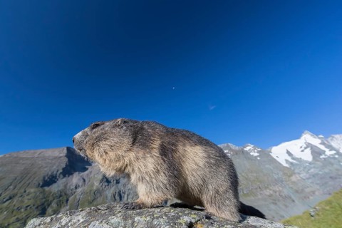 One adult Alpine Marmot, Marmota marmota, standing on a rock. Grossglockner Mountain in the distant