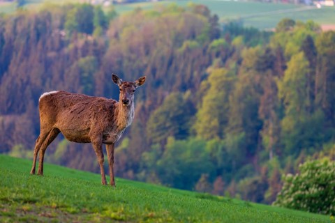 One female Altai maral, Altai wapiti or Altai elk (Cervus canadensis sibiricus) stands on a meadow