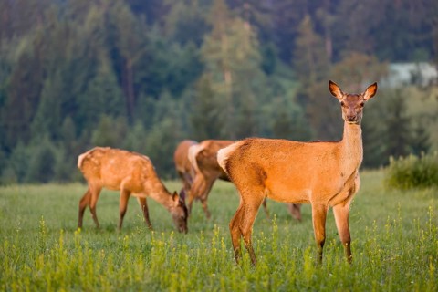 A herd of Altai maral hinds, Altai wapiti or Altai elk (Cervus canadensis sibiricus) stand in a