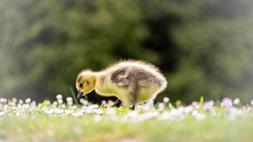 Canada goose chick (Branta canadensis) running through grass and daisies, looking for food,