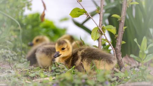 Canada goose chicks (Branta canadensis) four lying in grass and other undergrowth, background water