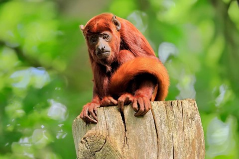 Venezuelan red howler, (Alouatta seniculus), adult on tree trunk vigilant, South America