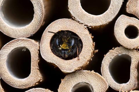 Horned mason bee (Osmia cornuta), looking out of its nesting tube, insect hotel, Oberhausen, Ruhr