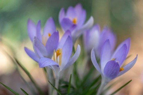 Elf crocus (Crocus tommasinianus), Emsland, Lower Saxony, Germany, Europe
