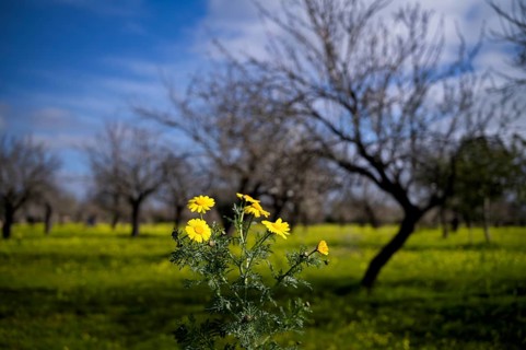 Yellow daisy (Coleostephus myconis), behind it almond blossom, almond trees, plantation, Santa
