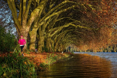 Essen, North Rhine-Westphalia, Germany - Young woman jogging on the lakeshore under trees with
