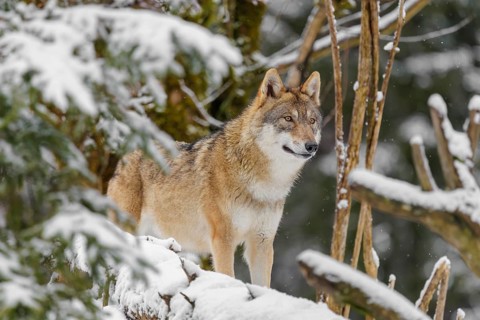 An adult female grey wolf (Canis lupus lupus) stands in the thicket of a sloping, snow-covered