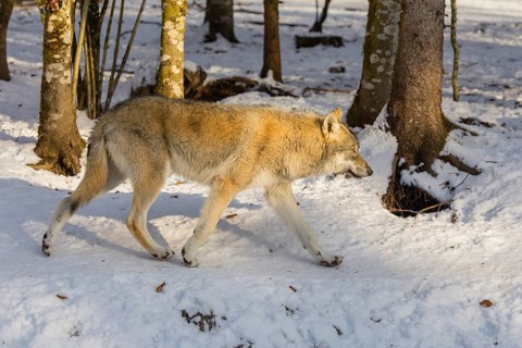 A young grey wolf (Canis lupus lupus) runs across the sloping, snow-covered meadow at the edge of a