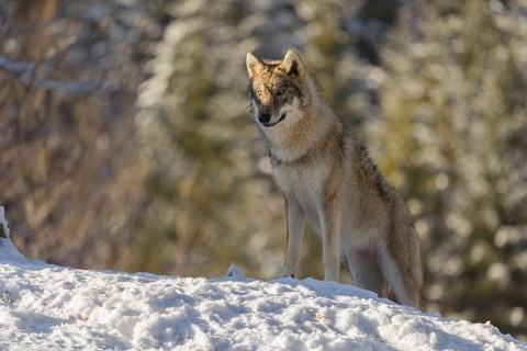 A young grey wolf (Canis lupus lupus) stands on a sloping, snow-covered meadow at the edge of a
