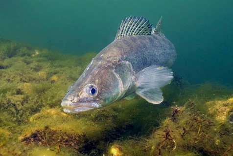 Close-up of zander (Sander lucioperca) predator standing in lake freshwater at shallow depth,